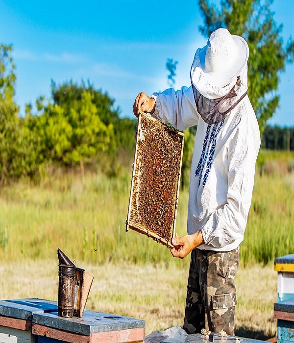 Saint-Lô : Atelier > A la découverte des secrets de l'apiculture