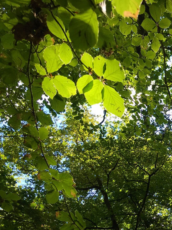 Saint-Lô : Sophro'balade au bois de Mingrey
