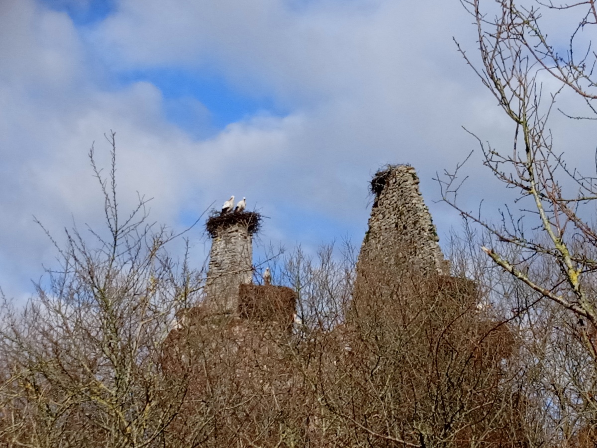 Saint-Lô : Au château des cigognes