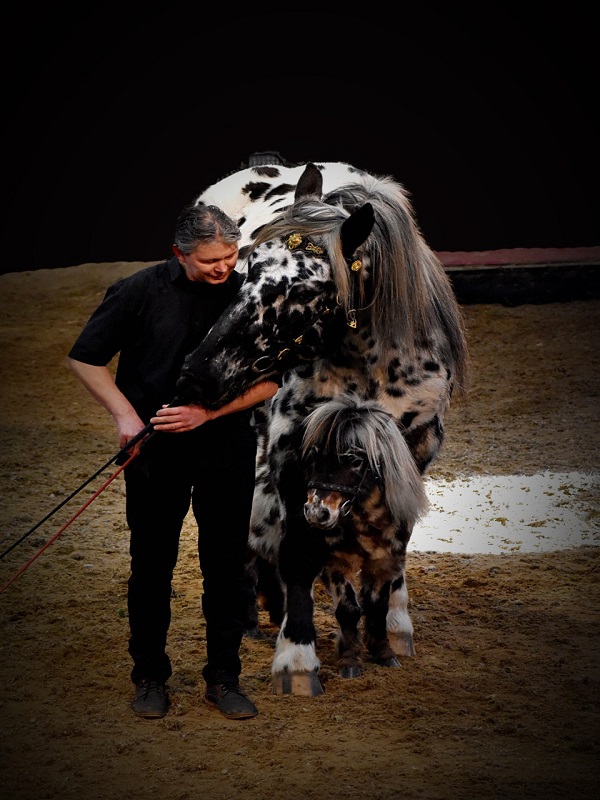Saint-Lô : Jeudi du Haras - Spectacle équestre Vargas Show