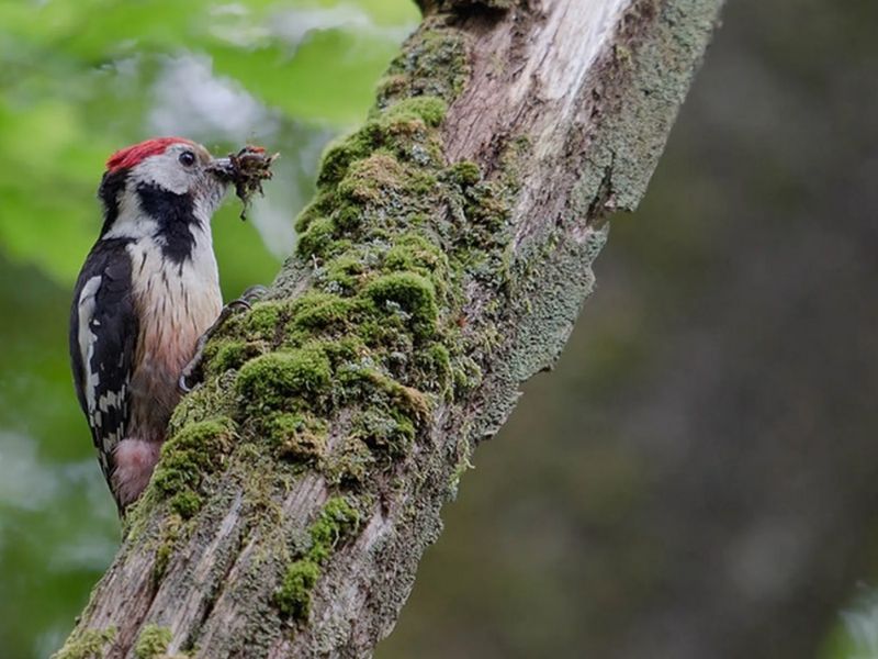 Saint-L&ocirc; : Sortie ornithologique > Groupe ornithologique normand