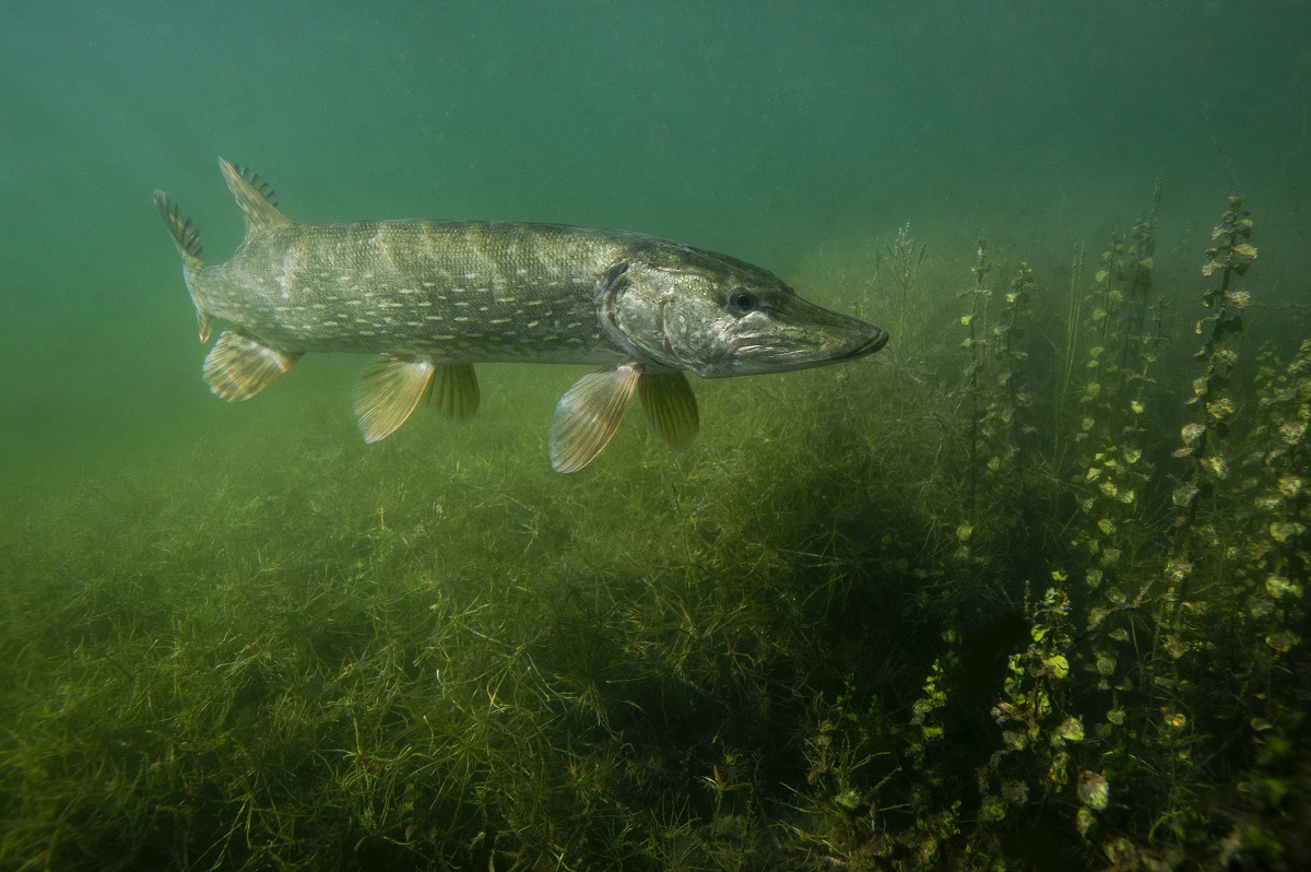 Saint-Lô : Animation pêche du brochet