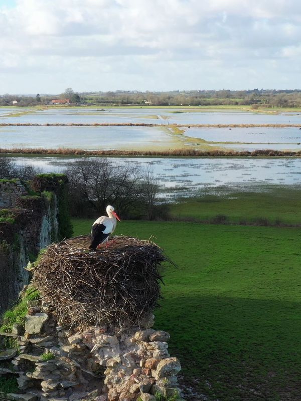 Saint-Lô : Au château des cigognes > Sortie ornithologique