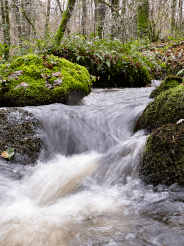 Saint-Lô : Le monde vivant des eaux courantes