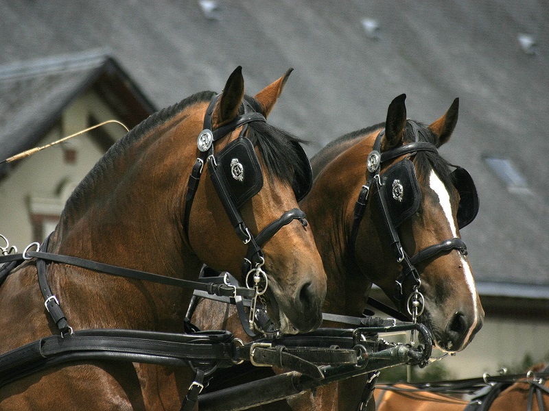 Saint-Lô : Jeudi du Haras - Spectacle équestre des Cob Normand